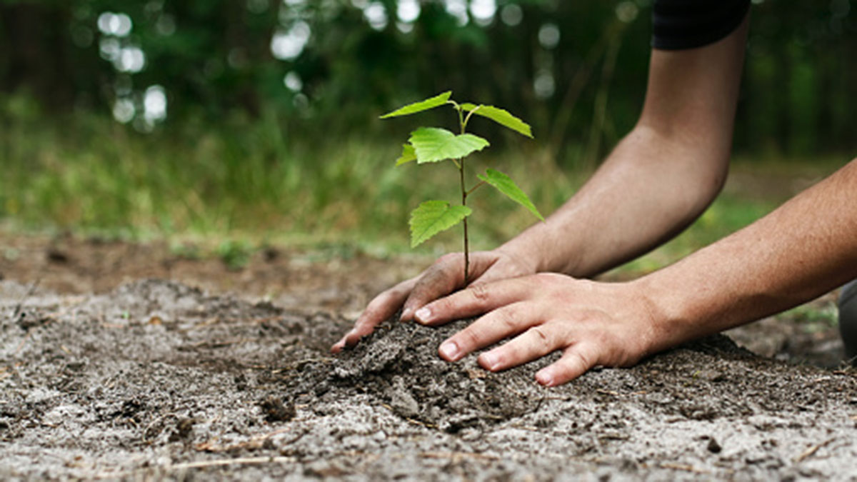 planting a tree, carbon neutral